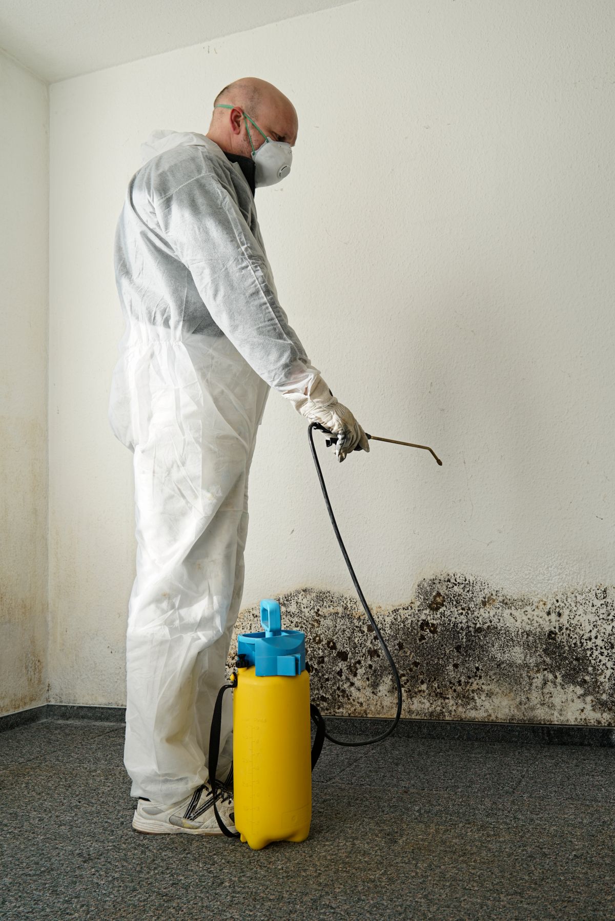 Mold Removal
